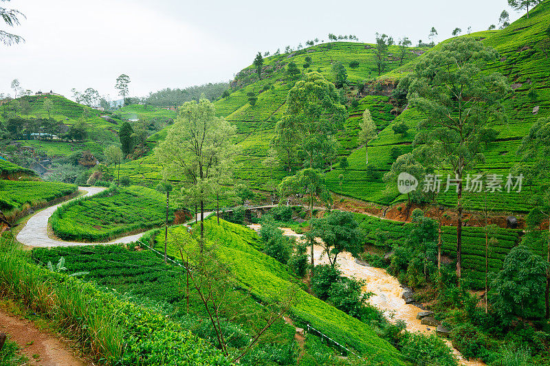 斯里兰卡Nuwara Eliya的茶园